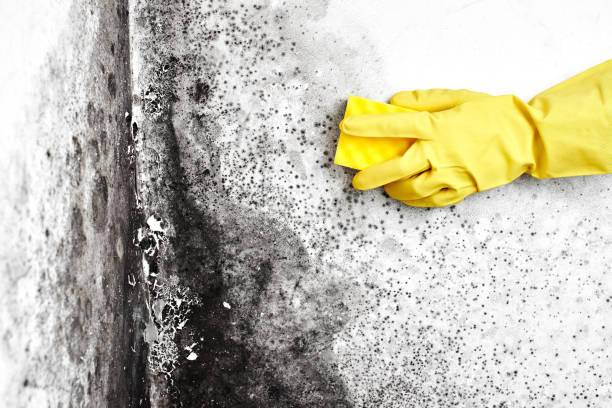 Best Emergency Mold Remediation in Daisetta, TX
