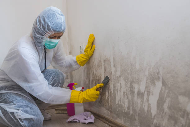 Best Attic Mold Remediation in Daisetta, TX