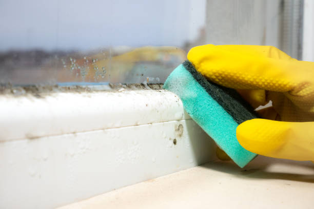 Best Basement Mold Remediation in Daisetta, TX