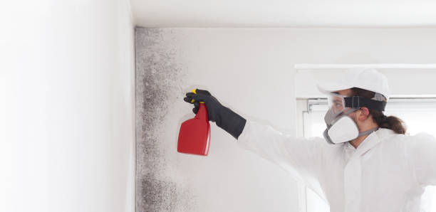 Daisetta, TX Mold Remediation Company