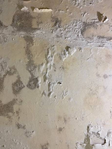 Best Bathroom Mold Remediation in Daisetta, TX