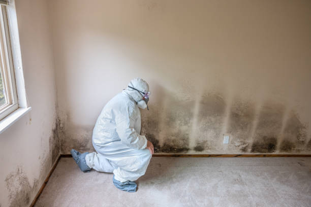 Best Preventive Mold Services in Daisetta, TX