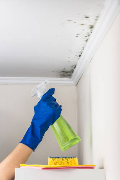 Best DIY Mold Remediation Support Services in Daisetta, TX