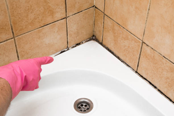 Best Residential Mold Remediation in Daisetta, TX
